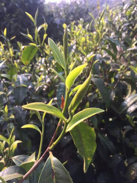 為什么古樹普洱春茶這么受追捧?