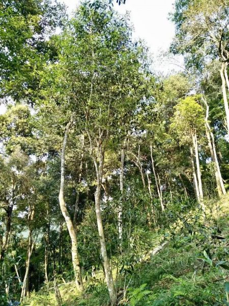 你喝不出來的“高桿古樹”或許就是一個偽概念、偽命題