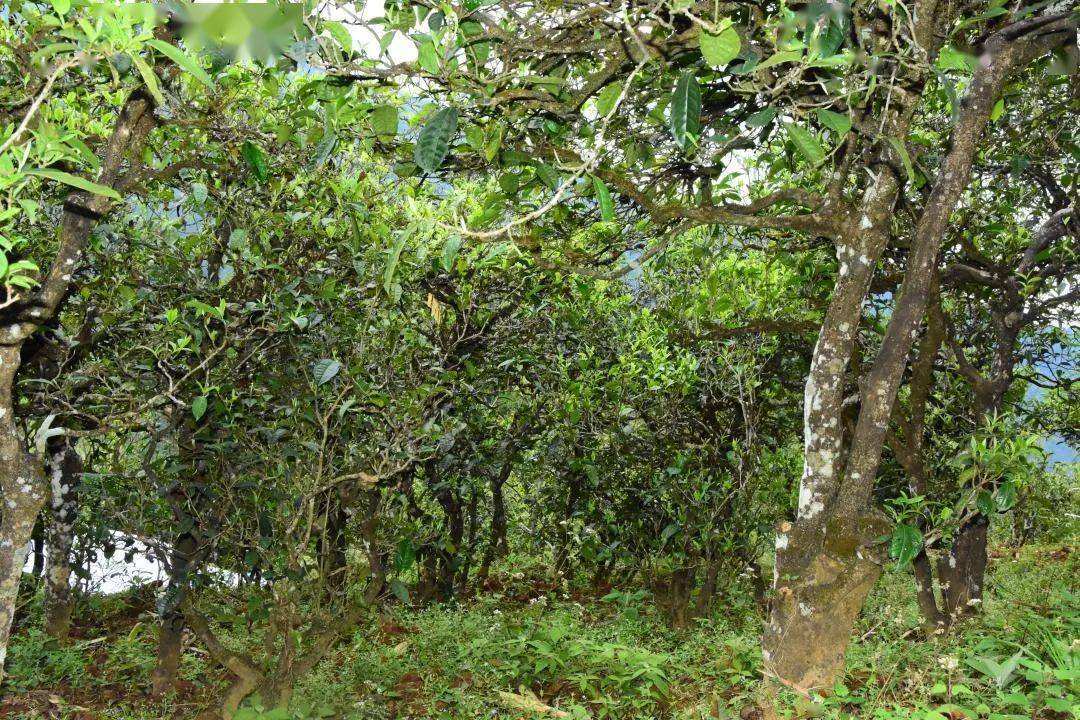 2021年磨烈古樹秋茶會是趕超冰島的存在嗎?