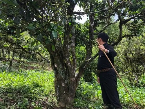 2021年大雪山古樹秋茶特點(diǎn)?