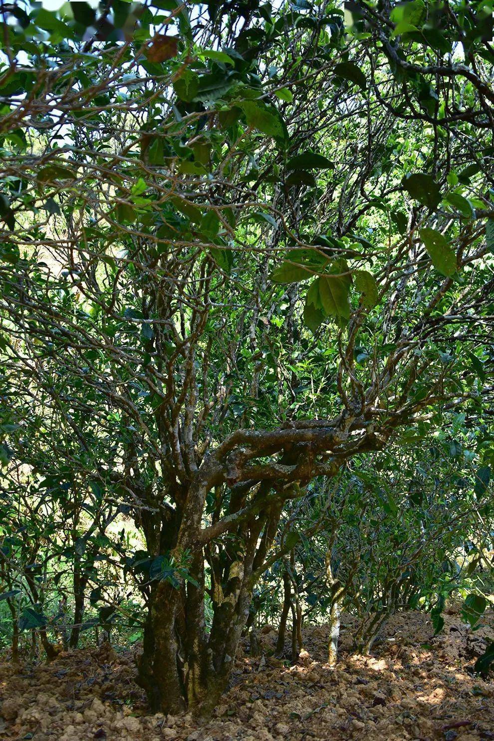 2021年正氣塘古樹秋茶口感是什么？