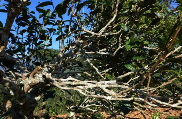 2021年正氣塘古樹秋茶花蜜香氣盈盈,冰糖甜韻深邃!