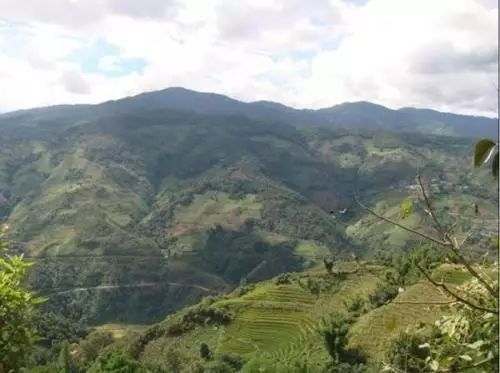 2021年冰島南迫古樹秋茶價格是多少?