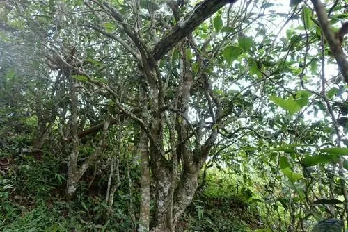 2021年昔歸古樹秋茶特點是什么？