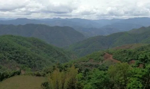 2021那罕古樹秋茶特點?