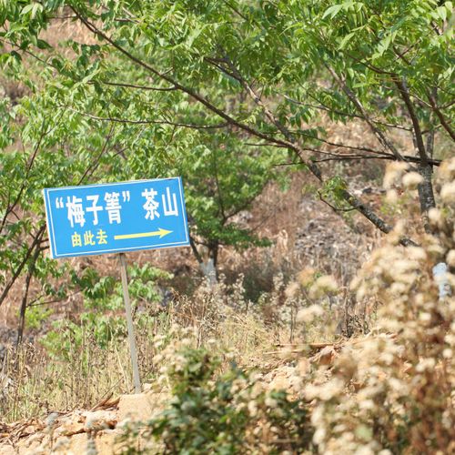 2021年梅子箐古樹秋茶口感!