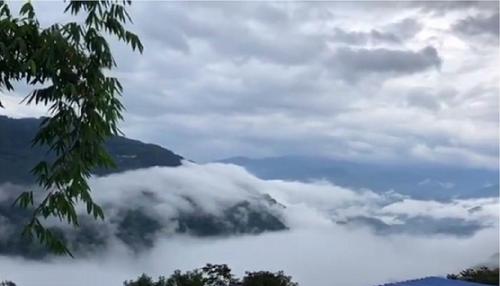 2021年白鶯山古樹秋茶多少錢一公斤？