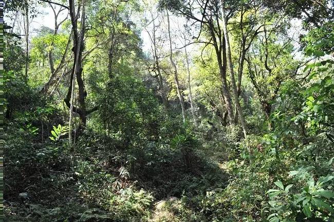 2021年老班章古樹秋茶特點？