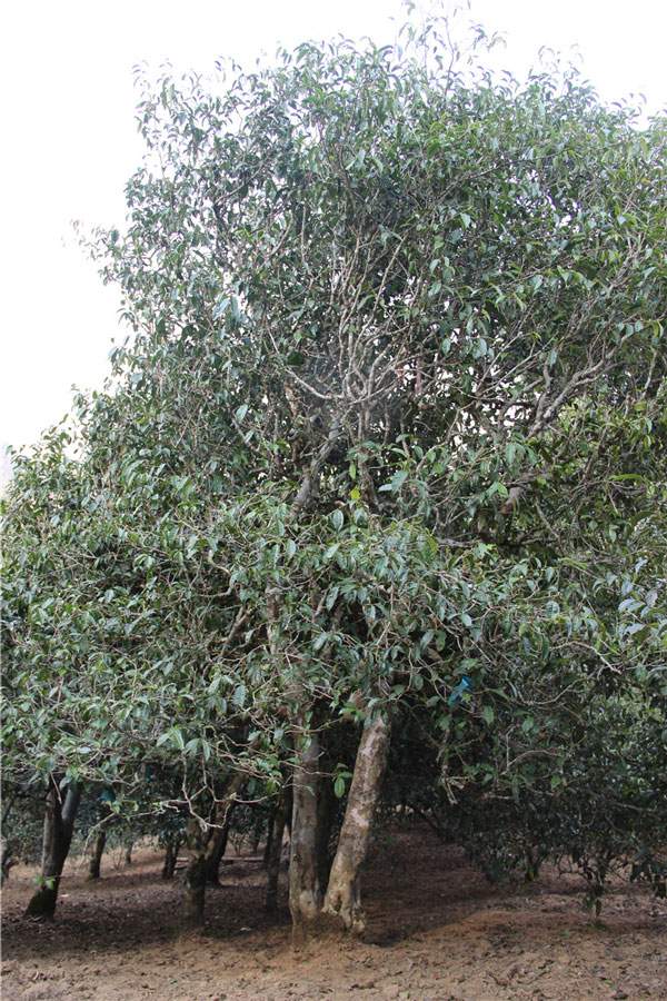 2021年新班章古樹秋茶品鑒!