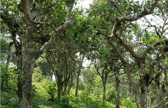 2021年新班章古樹秋茶多少錢一公斤?