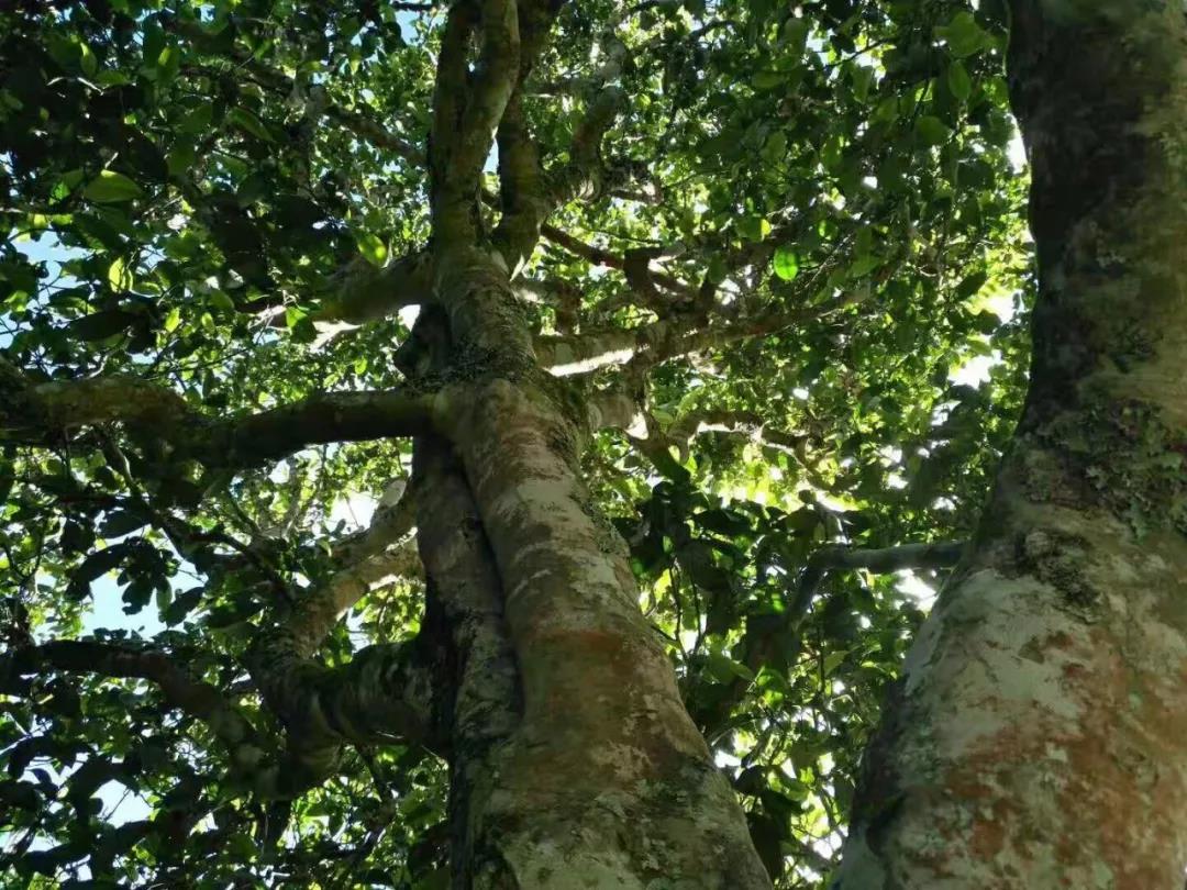 2021年班章茶區壩卡囡古樹秋茶特點?