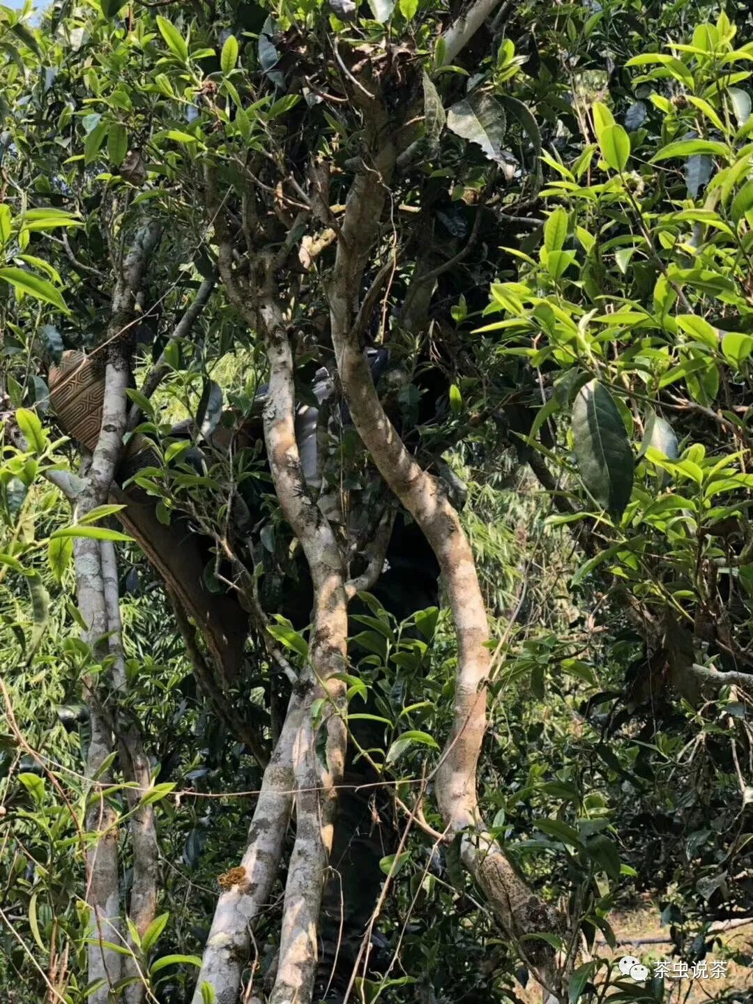 2021年廣別老寨古樹秋茶價格?