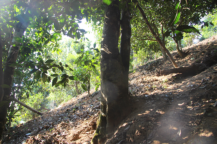 2021年廣別老寨古樹秋茶為何被稱為妖茶?