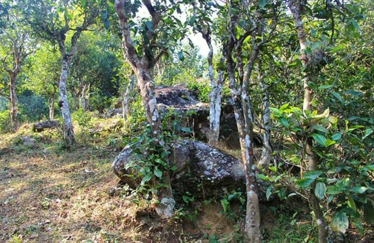 2021年勐宋那卡古樹秋茶特點(diǎn)?