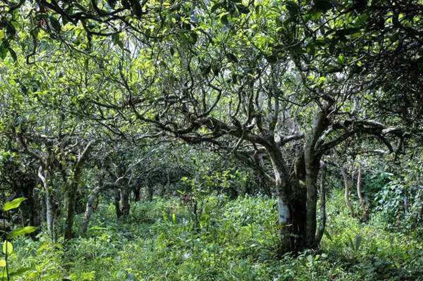 2021年滑竹梁子古樹秋茶口感？