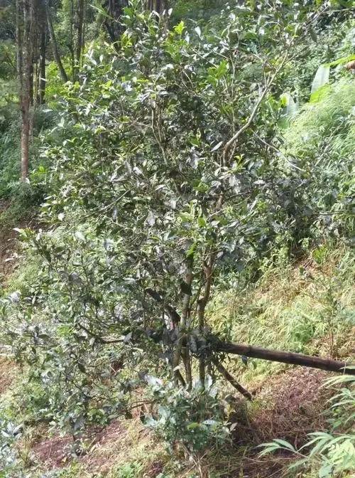 2022年須立貢茶古茶山詳解！