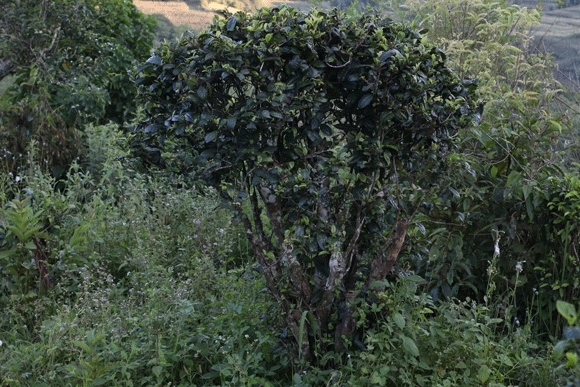 2022年迷帝古樹春茶，這里的茶 皇帝都著迷