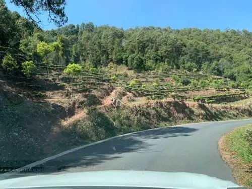 2022年墨江鳳凰窩古樹春茶價格？