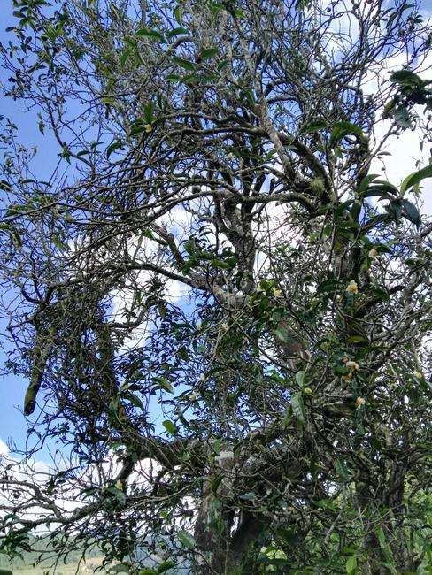 2022年鎮(zhèn)沅老海塘古樹春茶特點(diǎn)？