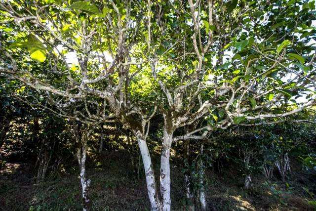 2022年鎮(zhèn)沅老海塘古樹春茶價格？