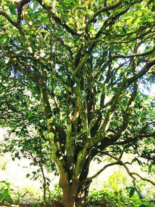 2022年這個春天,回到家鄉擺尾箐,與家人一起用心制茶!