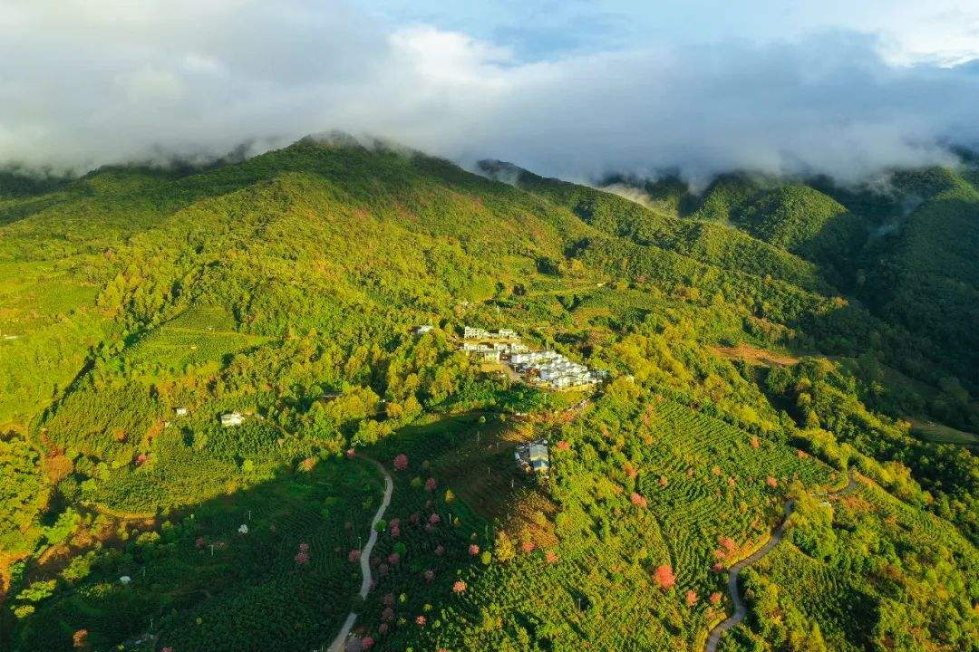 2022年困鹿山古樹春茶口感是什么?