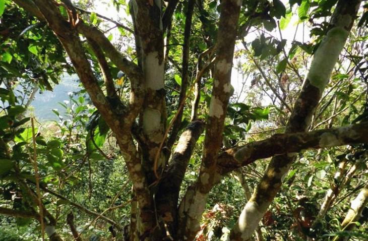 2022年大漆樹古樹春茶特點？