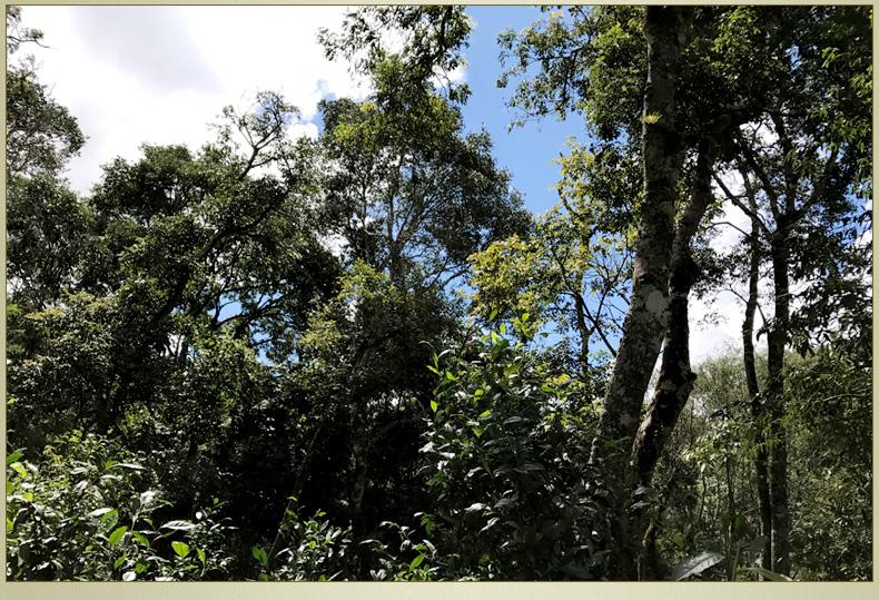 2022年大漆樹(shù)古樹(shù)春茶丨你壓根就喝不到的喉韻,它就有