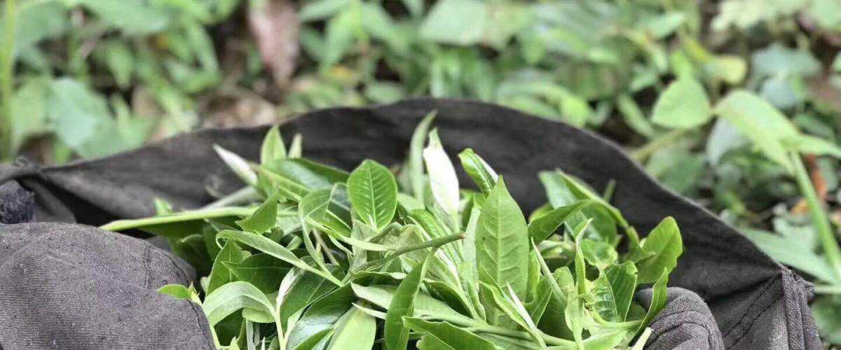 2022年白茶園古樹春茶口感?