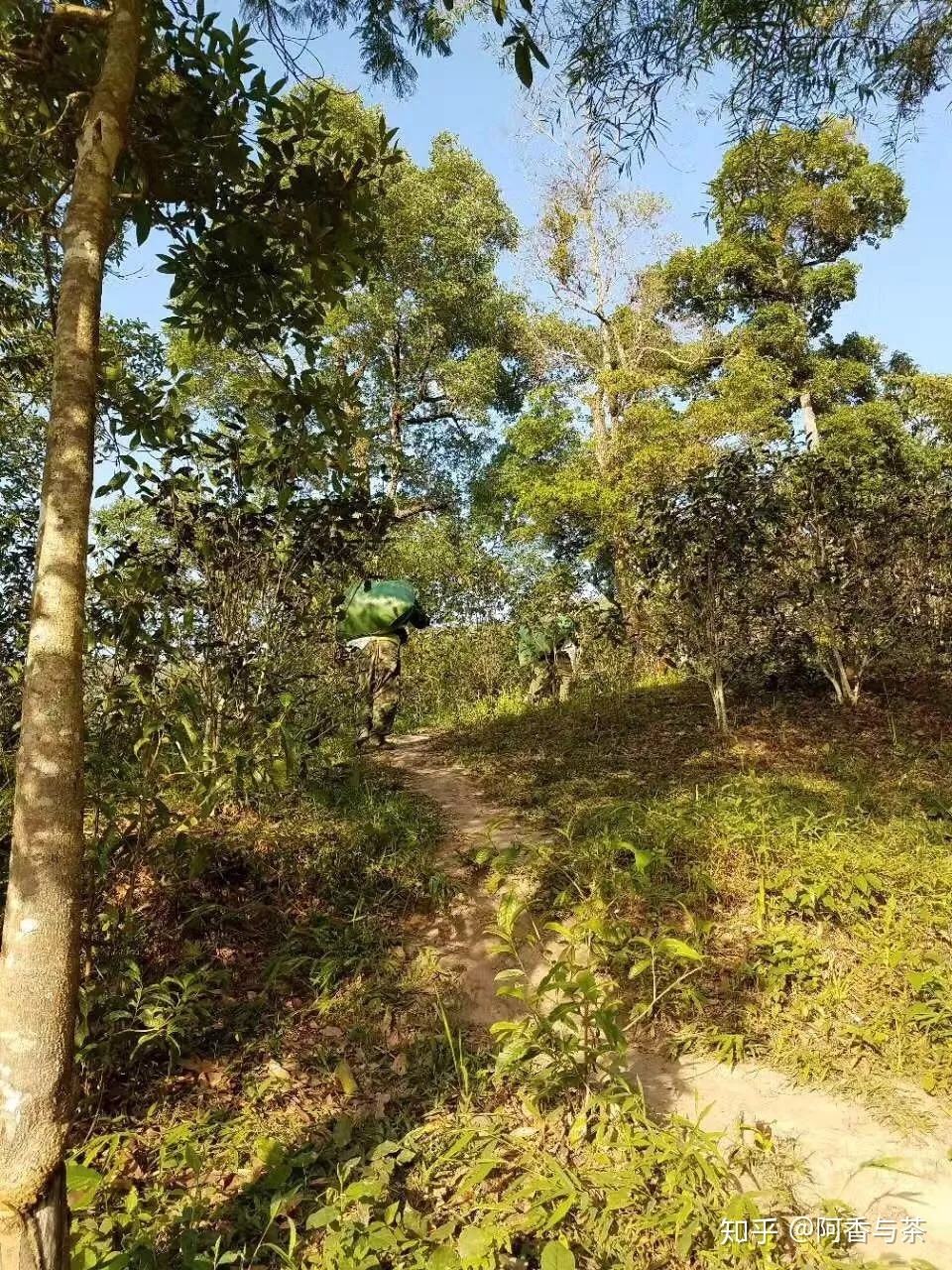 2022年刮風寨茶王樹古樹茶多少錢一公斤?