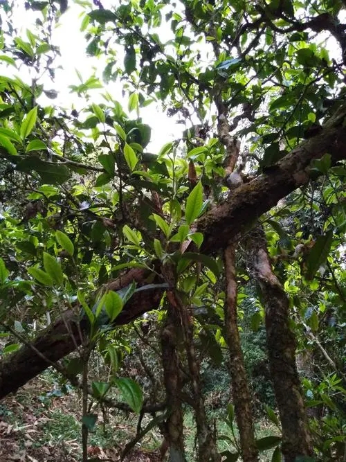 2022年刮風寨超微產區之冷水河