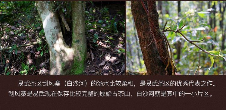 2022年白沙河古樹春茶口感？