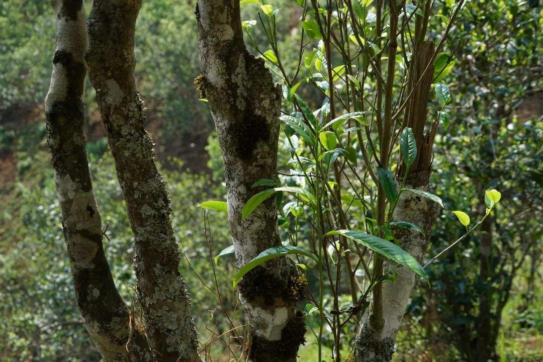 2022年刮風寨茶坪古樹春茶特點？