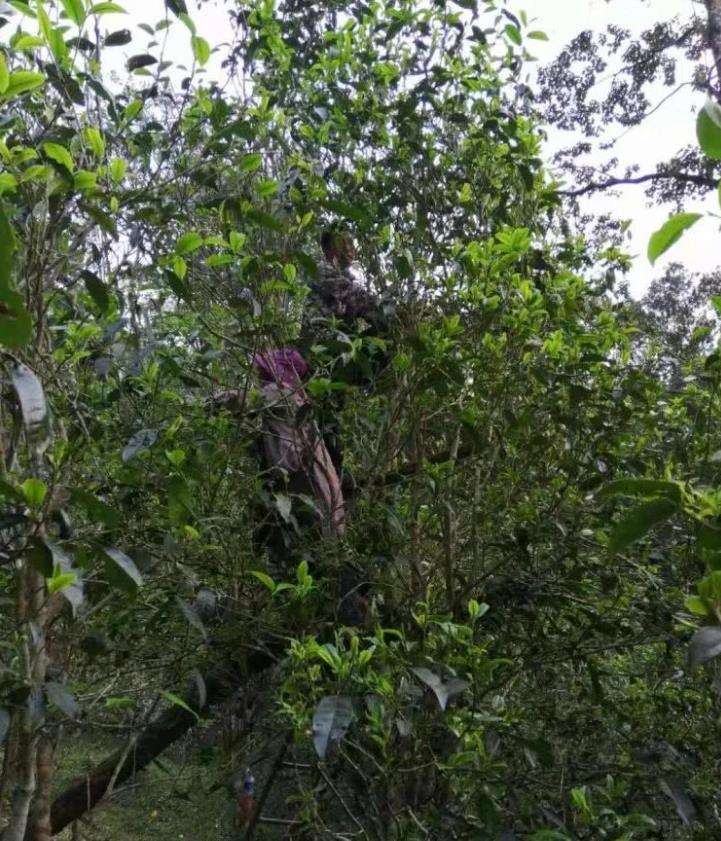 2022年一扇磨古樹春茶特點?