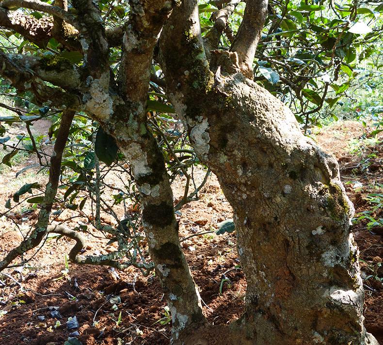 2022年一扇磨山林之息，雨林之味，原始之態