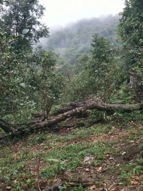 2022年一扇磨古樹春茶價(jià)格?