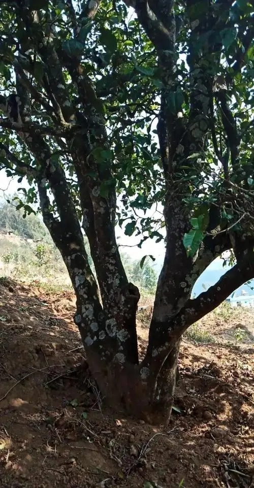 2022年香椿林古樹春茶多少錢一公斤？