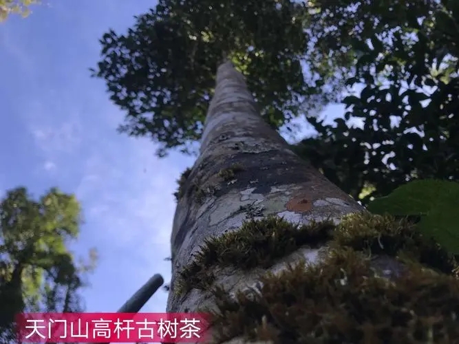 2022年天門山古樹春茶特點?