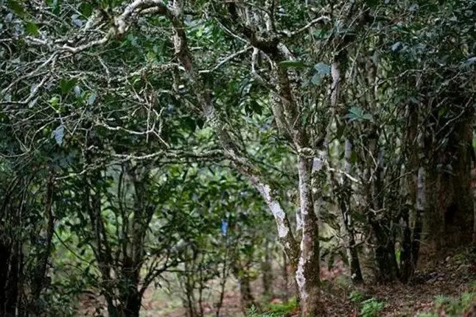 2022年高山寨古樹春茶特點(diǎn)?