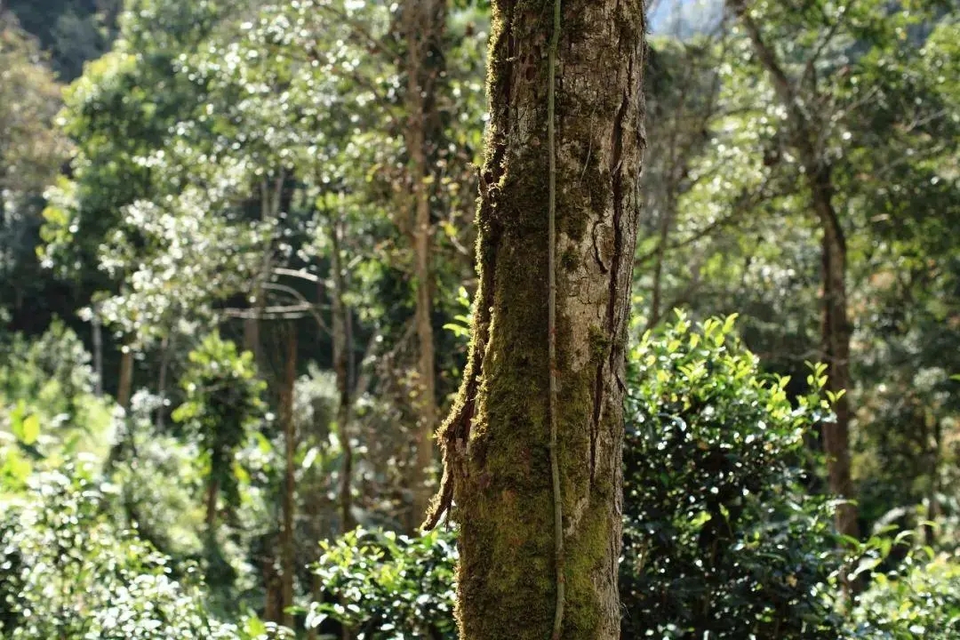 2022年百花潭古樹春茶口感？
