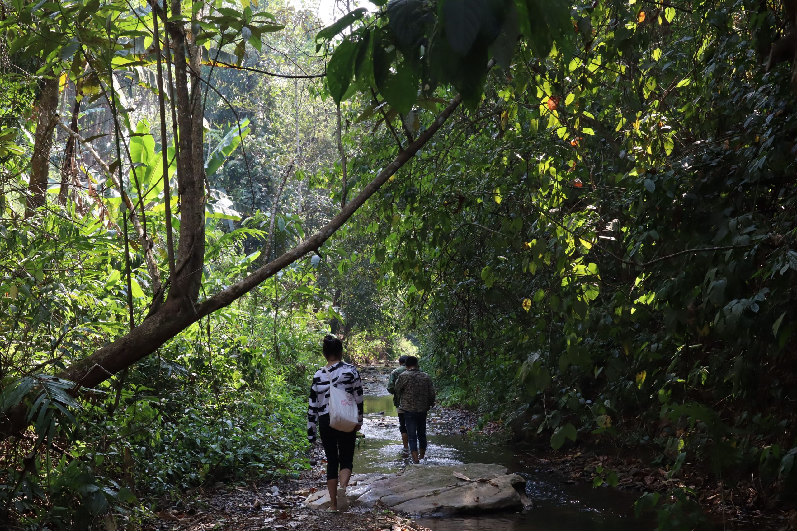 2022年蟒蛇箐古樹春茶口感?