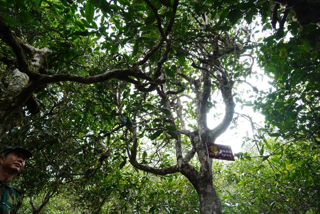 2022年桃子寨古樹春茶多少錢一公斤？