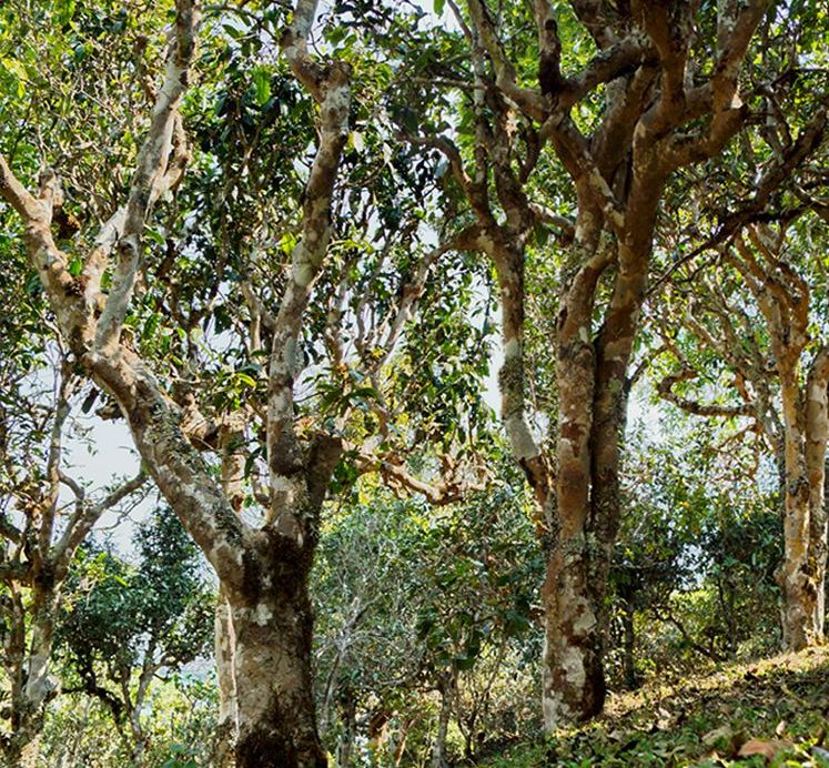 2022年蠻磚瓦龍古樹(shù)春茶價(jià)格？