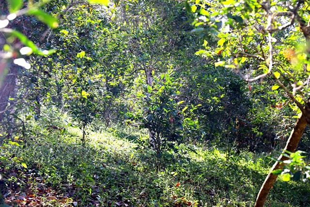 2022年革登古樹春茶價格？