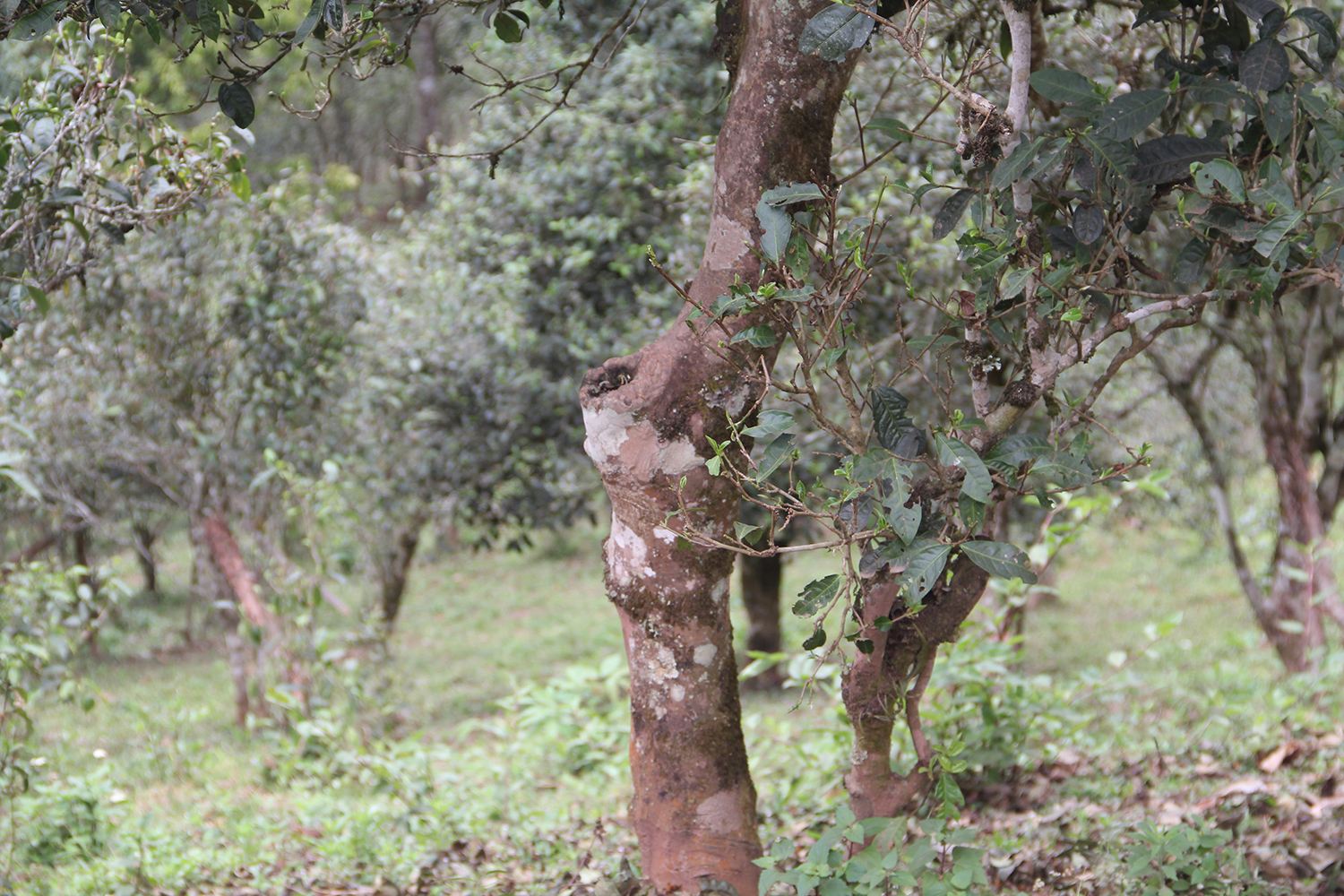 2022年莽枝古樹春茶價格?