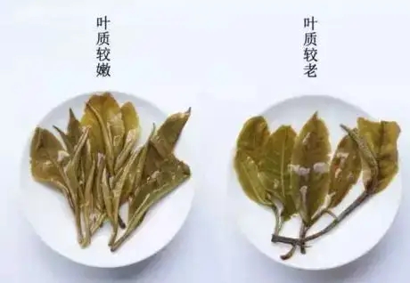 生普？熟普？如何挑選一款普洱茶？