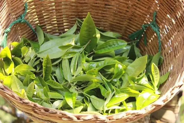 普洱茶3大核心產區，請好好收藏！