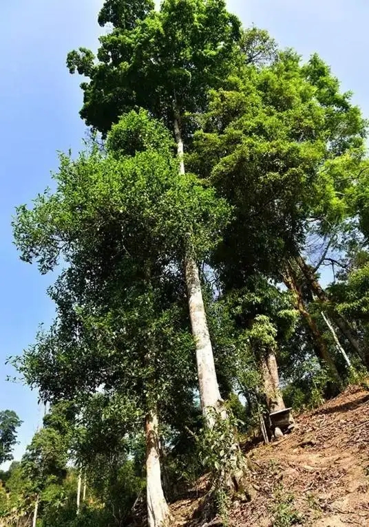 普洱茶概念中的“國有林”、“高桿古樹”是怎么樣的存在？