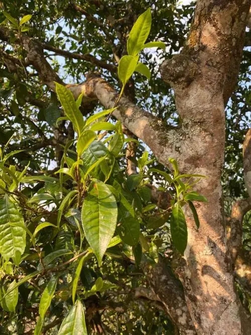 易武高桿 普洱長(zhǎng)頸?