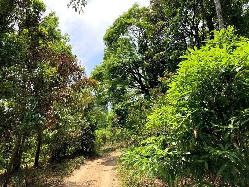 茶山紀實：犀牛塘，最近能火是有原因的